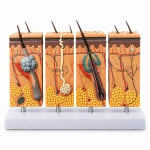 Human Skin-4 Parts